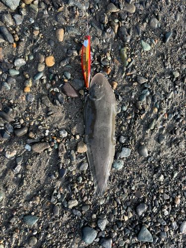 シタビラメの釣果