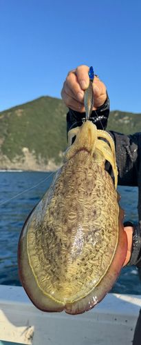 モンゴウイカの釣果