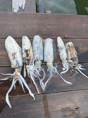モンゴウイカの釣果