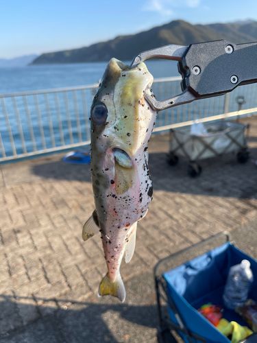 フグの釣果
