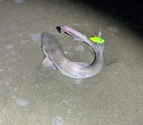 ドチザメの釣果