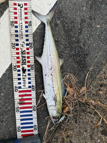 サワラの釣果