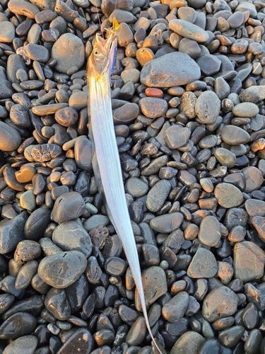 タチウオの釣果