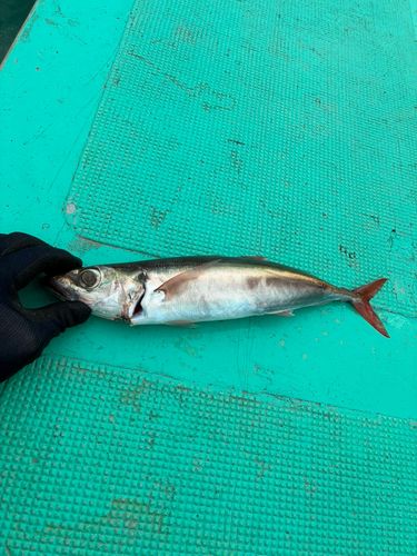 オアカムロの釣果