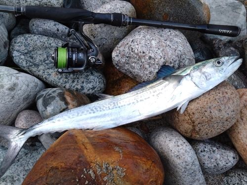 サゴシの釣果