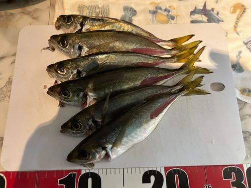 アジの釣果