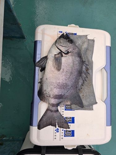 イシダイの釣果
