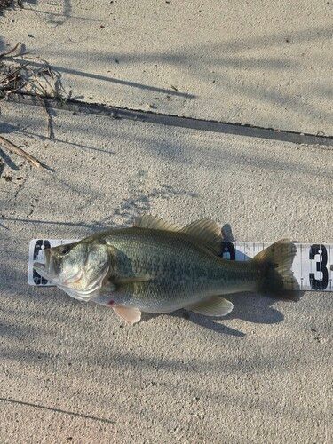 ラージマウスバスの釣果