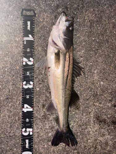 シーバスの釣果