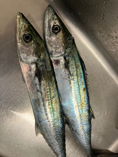 サゴシの釣果