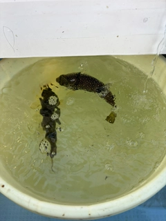 ショウサイフグの釣果