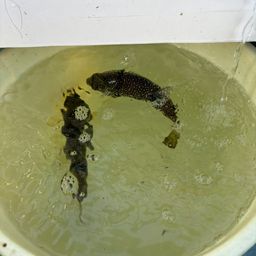 ショウサイフグ