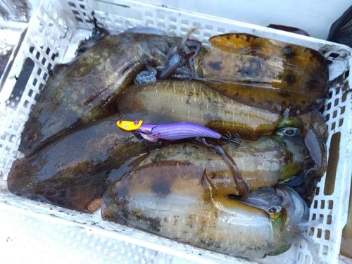 アオリイカの釣果
