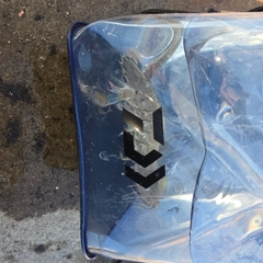 シャコエビの釣果