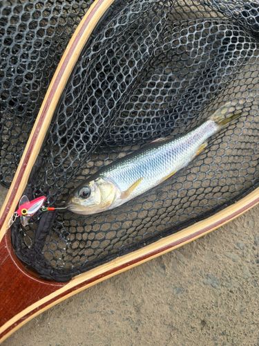 カワムツの釣果