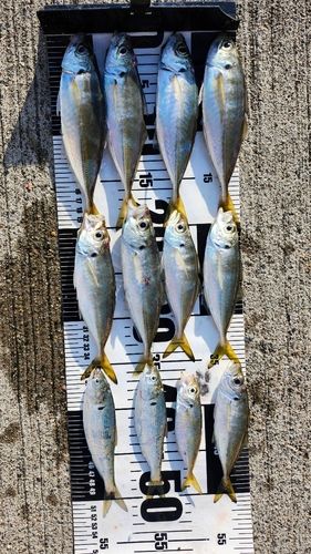 マアジの釣果