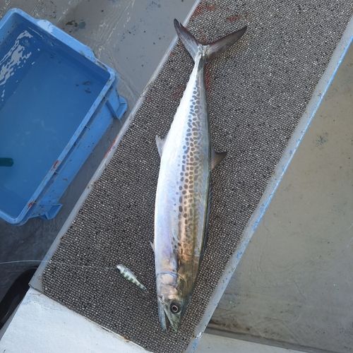 サワラの釣果