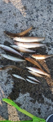 シロギスの釣果