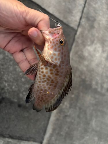 オオモンハタの釣果