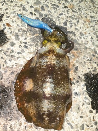 アオリイカの釣果