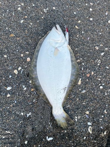 ヒラメの釣果