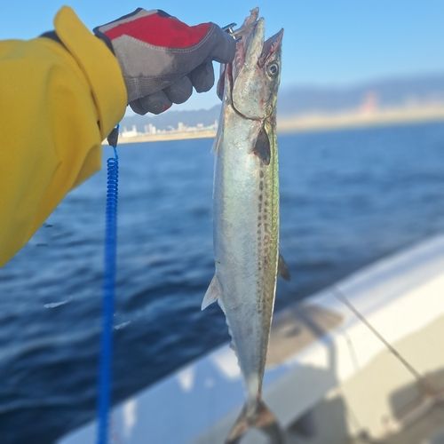 サワラの釣果