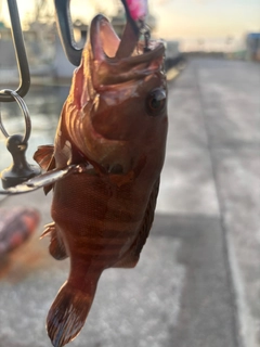 ヤミハタの釣果