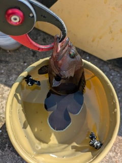 ヤミハタの釣果