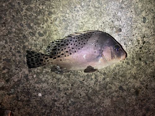 コショウダイの釣果