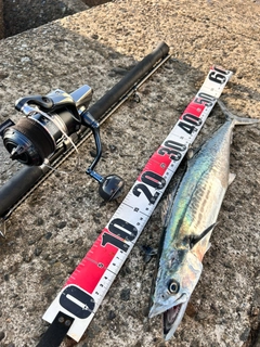 サゴシの釣果