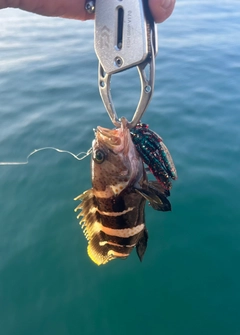 アオハタの釣果