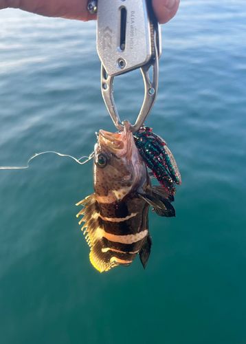 アオハタの釣果