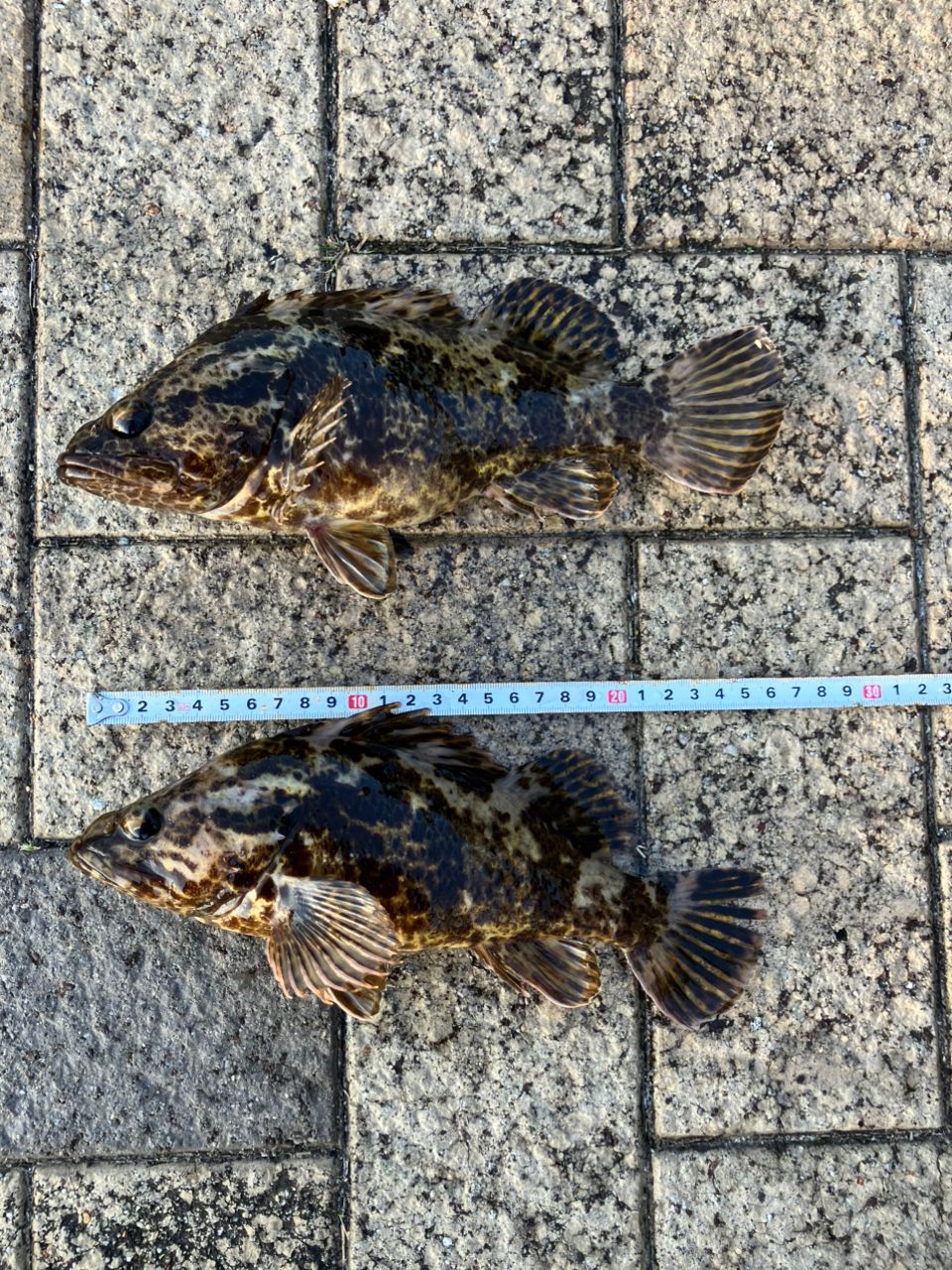 タケノコメバル