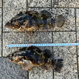 タケノコメバル