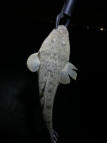 雲出川古川河口