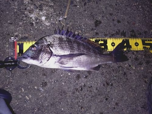 クロダイの釣果