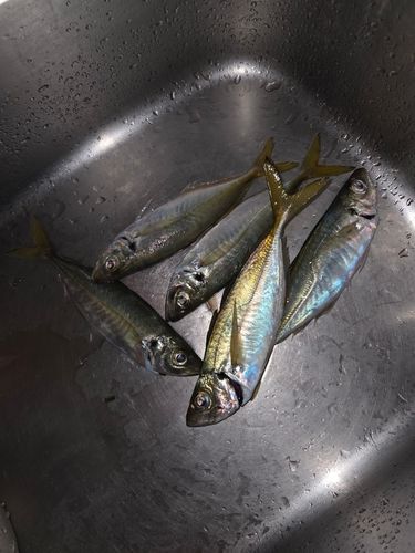 アジの釣果