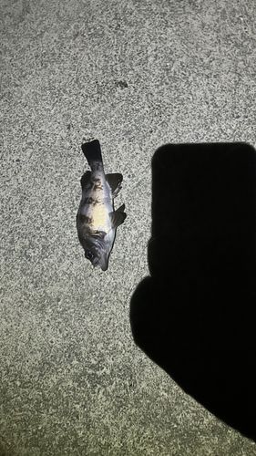 クロメバルの釣果