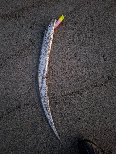 タチウオの釣果