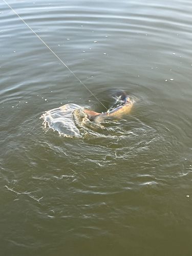 ハクレンの釣果