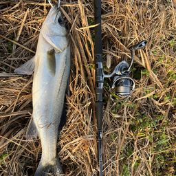 タイリクスズキ