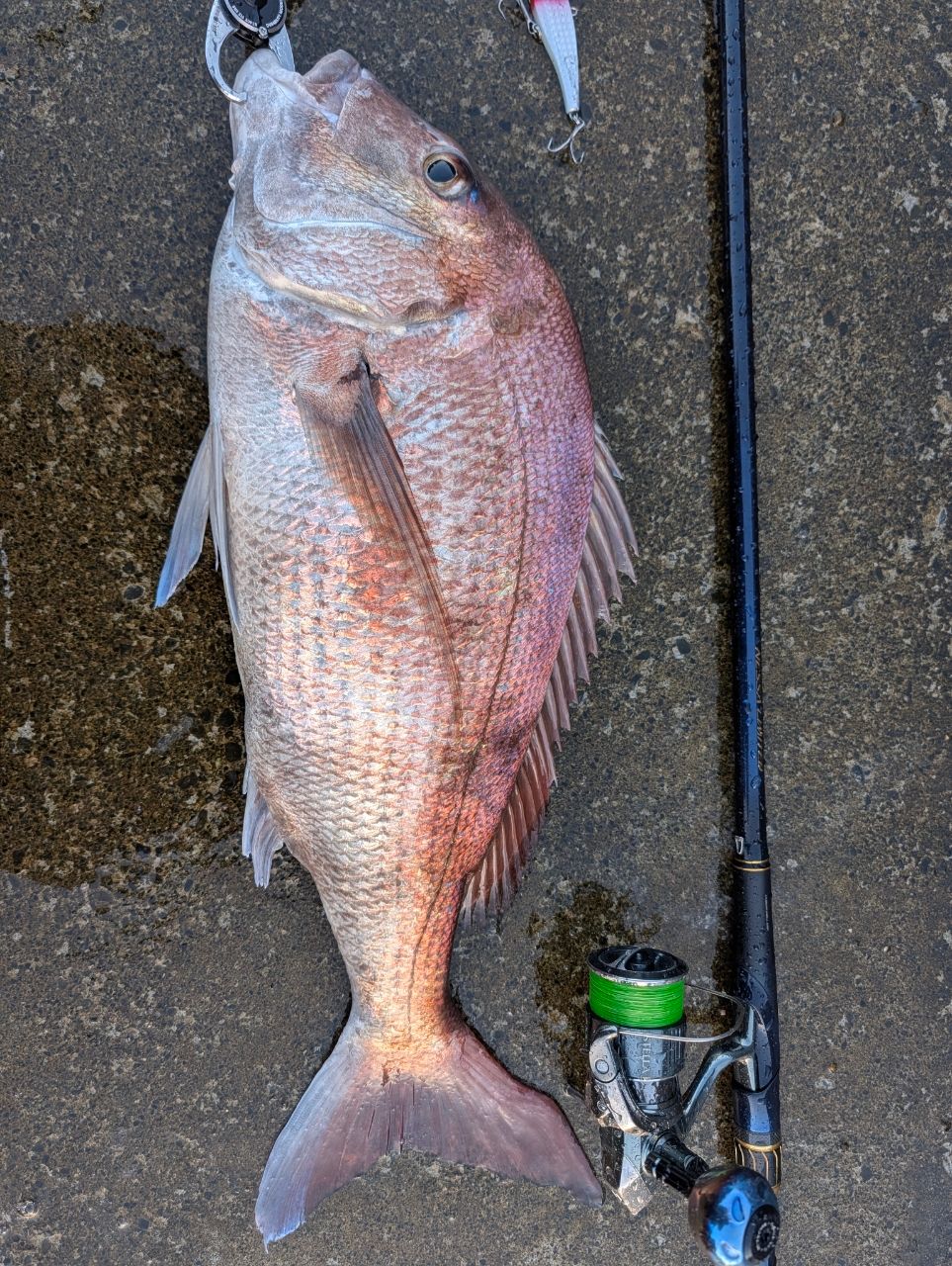 SHIMANO 23ネッサ リミテッド S116M+の最安値・インプレ・釣果 | 本音