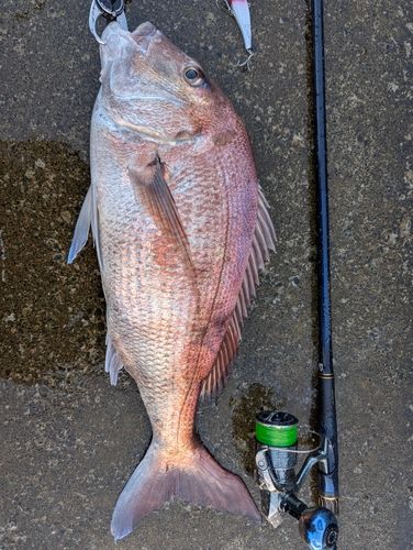 マダイの釣果
