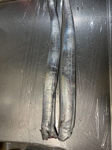 タチウオの釣果