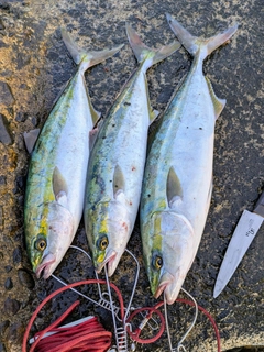 フクラギの釣果