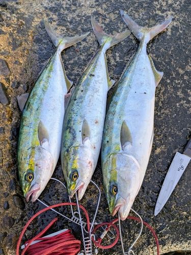 フクラギの釣果