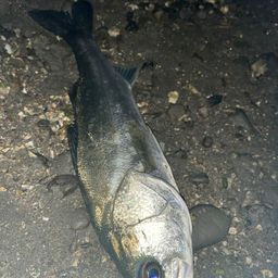 セイゴ（マルスズキ）