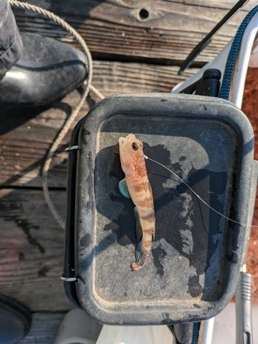 イトヒキハゼの釣果