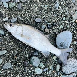 セイゴ（ヒラスズキ）