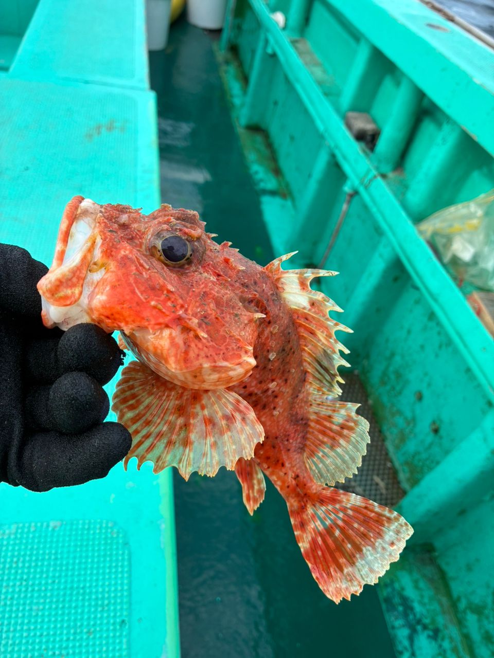 にゃぎだもさんの釣果 1枚目の画像